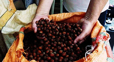 Giresun'da serbest piyasadaki fındık fiyatlarının düşüşü sürüyor