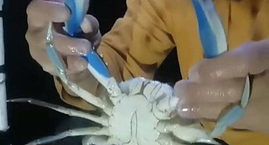 Karadeniz’de balıkçının ağına mavi yengeç takıldı