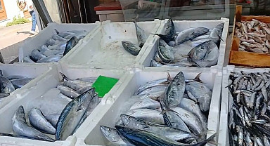Tonlarca palamut Anadolu'ya sevk edildi