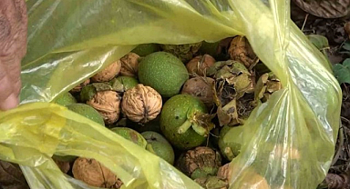 Giresun'da Şebin cevizi hasadı başladı