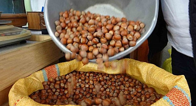 Giresun'da fındık fiyatları belli oldu