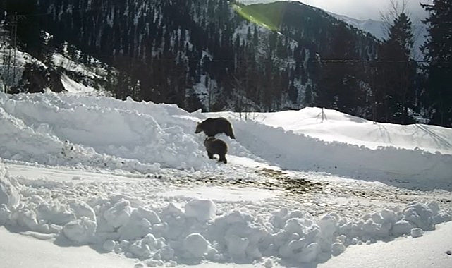 Çayeli'nde 2 ayının karlar içerisindeki gezintisi görüntülendi