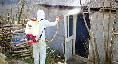 Giresun Belediyesi'nden kahverengi kokarca ilaçlaması