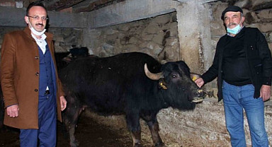 Giresun'da manda yetiştiricilerine destek ödemeleri
