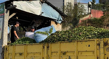 Rize'de çay hasadı halen devam ediyor