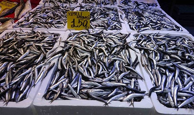 Hamsi fiyatı avlanmaya bağlı olarak yükseldi