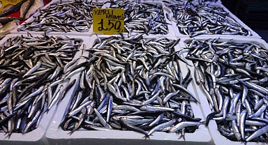 Hamsi fiyatı avlanmaya bağlı olarak yükseldi